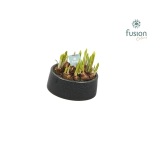 Keramiek tolpot met narcis