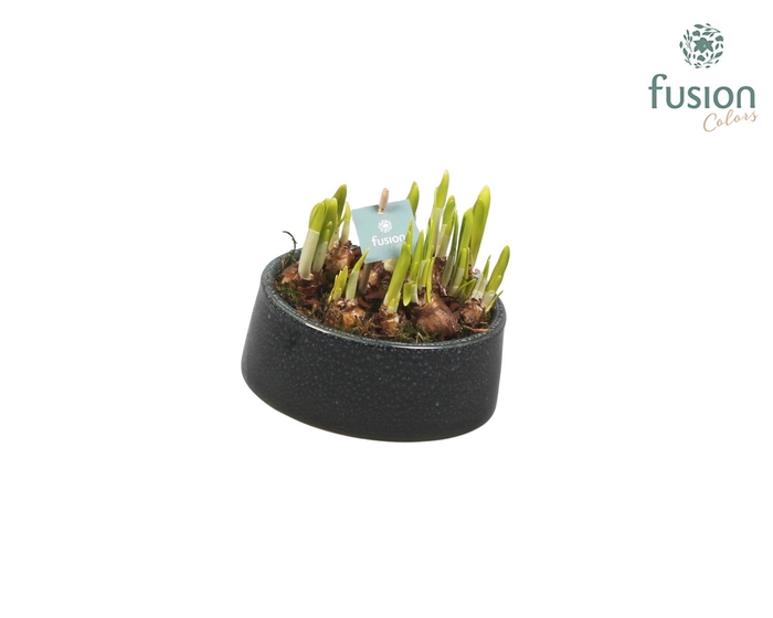 <h4>Keramiek tolpot met narcis</h4>