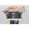Ozothamnus Cooks Pink