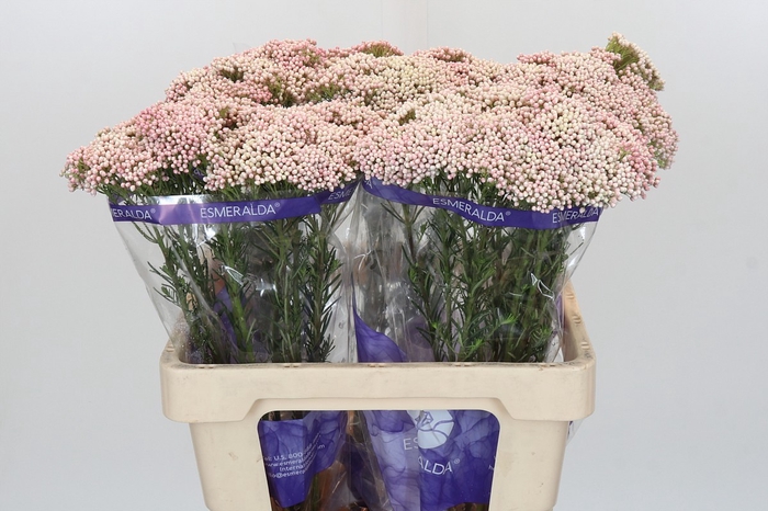 <h4>Ozothamnus Cooks Pink</h4>