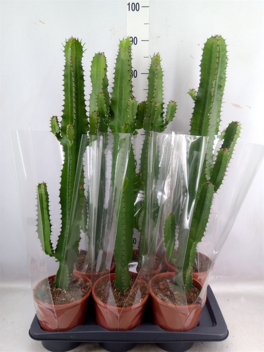 <h4>Euphorbia Acrurensis</h4>