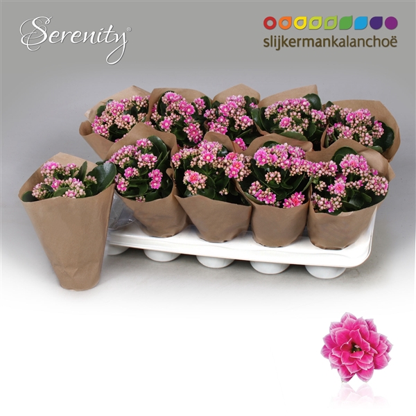 <h4>Kal Serenity Purple White Papersleeve</h4>