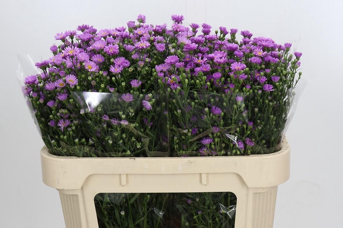 <h4>Aster Casarosa</h4>