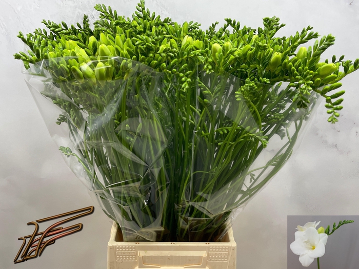 <h4>FR EN CORVETTE</h4>