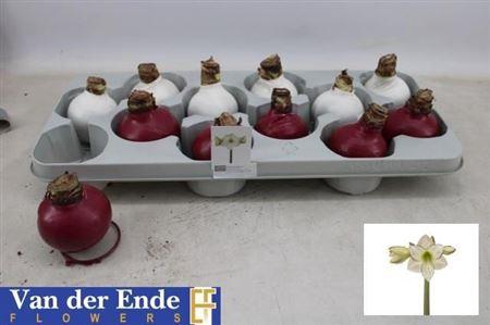 <h4>** Bloembol Hippeastrum Winter Promo *</h4>