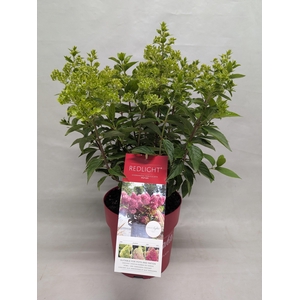 Hydrangea Paniculata (Gardenlight) 'Redlight' IMPORT - 23 cm