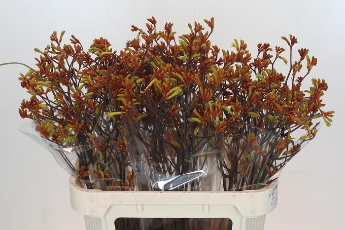 <h4>ANIGOZ BUSH SUNSET</h4>