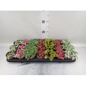 Fittonia   ...mix 7