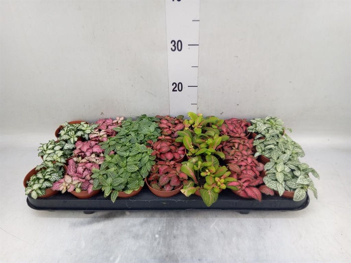 <h4>Fittonia   ...mix 7</h4>