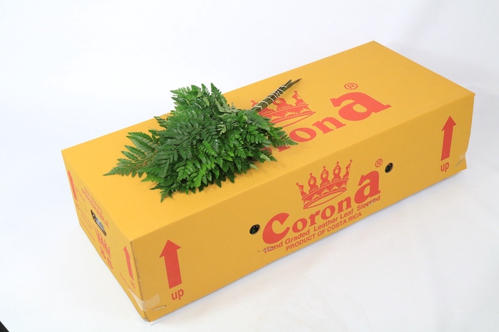 <h4>Ledervaren Extra Corona</h4>