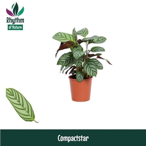 Ctenanthe setosa 'Compactstar'