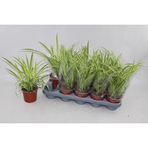 CHLOR COMOSUM