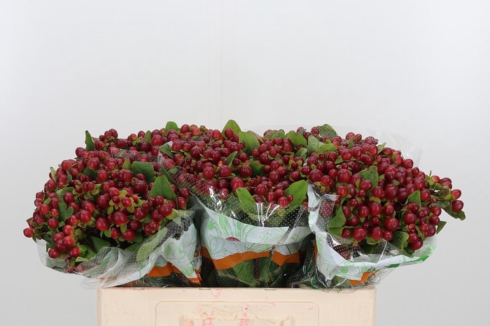 <h4>Hyp Mag Seasons</h4>