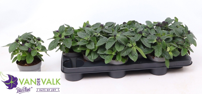 <h4>HELIO ARB BABY BLUE</h4>