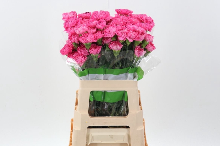 <h4>Dianthus ST 'Tonic Golem'</h4>