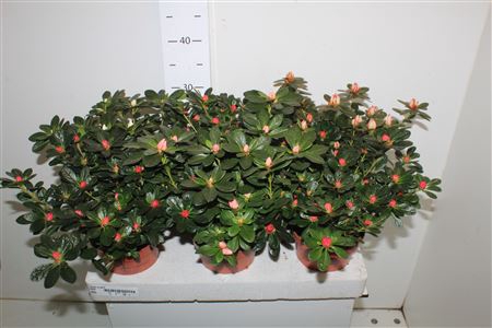 <h4>Rhodo Si Gem</h4>