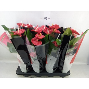 Anthurium andr. 'Madural'