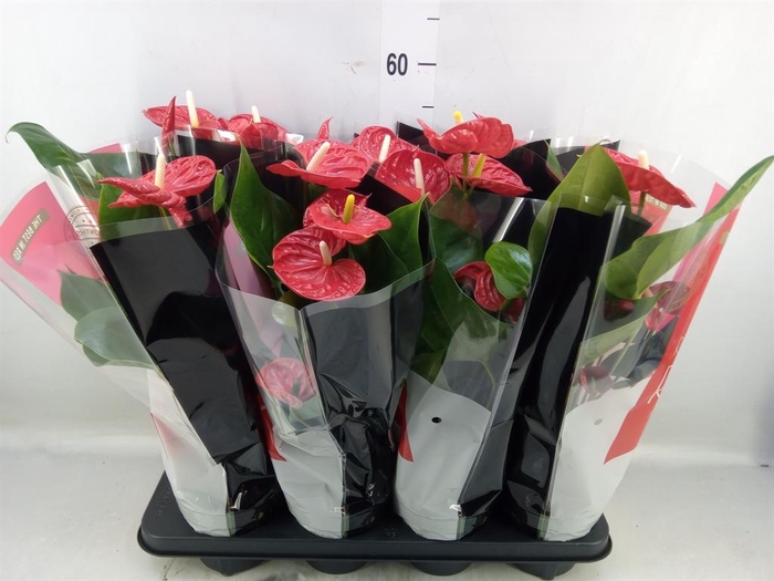 <h4>Anthurium andr. 'Madural'</h4>