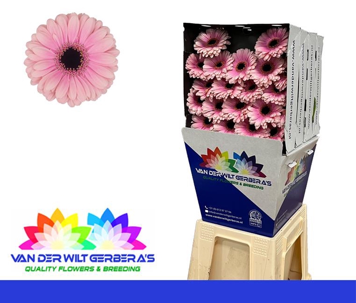 <h4>Germini Esmee Diamond</h4>