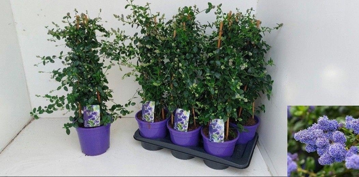 <h4>CEAN TH REPENS</h4>