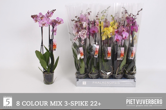 <h4>PHAL GEM 8 KL</h4>