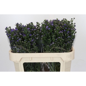 AST ASTEE M BABY BLU