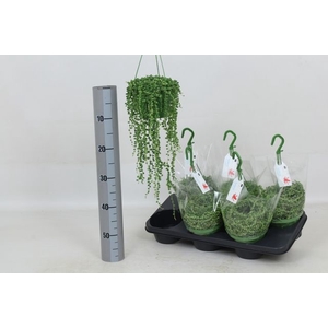 SENEC ROWLEYANUS HANGPOT P14