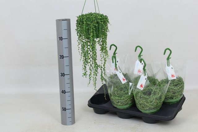 <h4>SENEC ROWLEYANUS HANGPOT P14</h4>