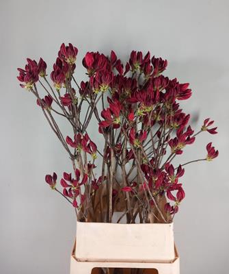 <h4>Rhodo. Rood</h4>