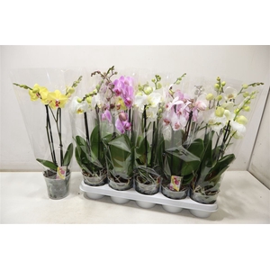 Phal Gem