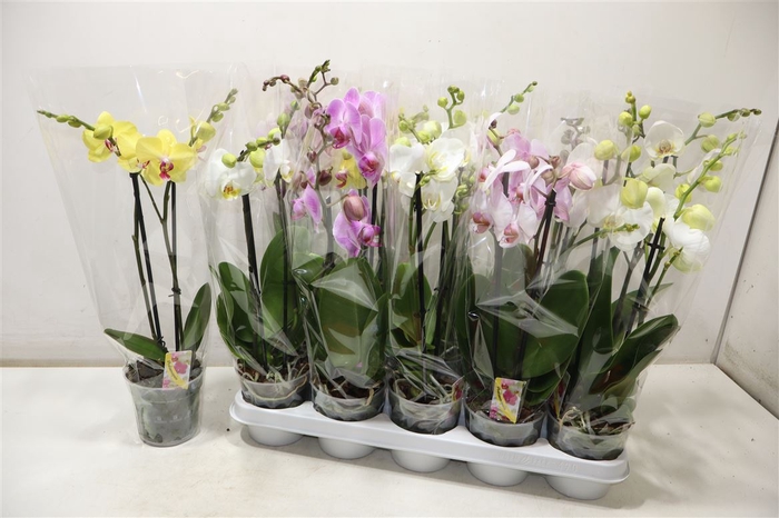 <h4>Phal Gem</h4>