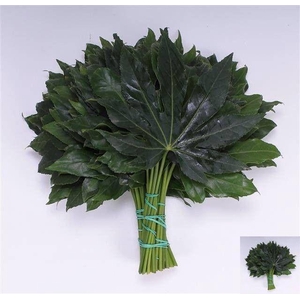 FATSIA JAPONICA BLAD