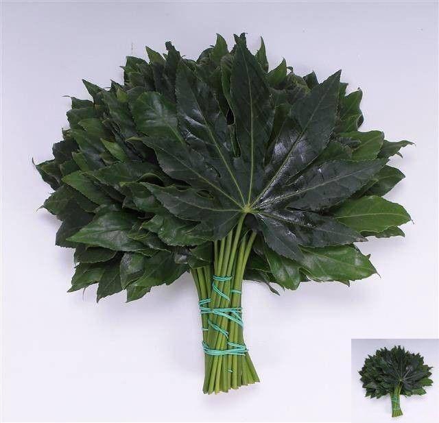 <h4>FATSIA JAPONICA BLAD</h4>