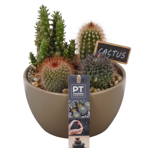 <h4>PTCT3847 Arrangementen Cactus</h4>