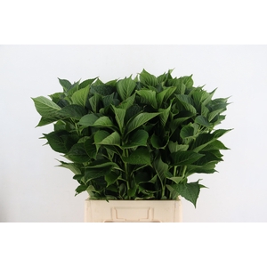 HYDR MACROPHYLL BLAD