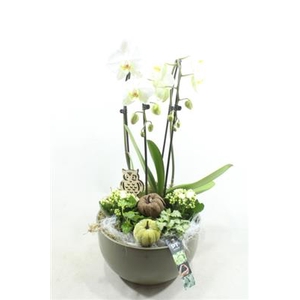 5552 GREEN KER PHAL XL