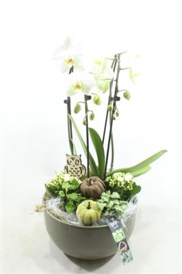 <h4>5552 GREEN KER PHAL XL</h4>