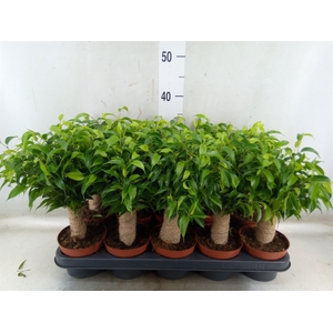 Ficus benja. 'Natasja'