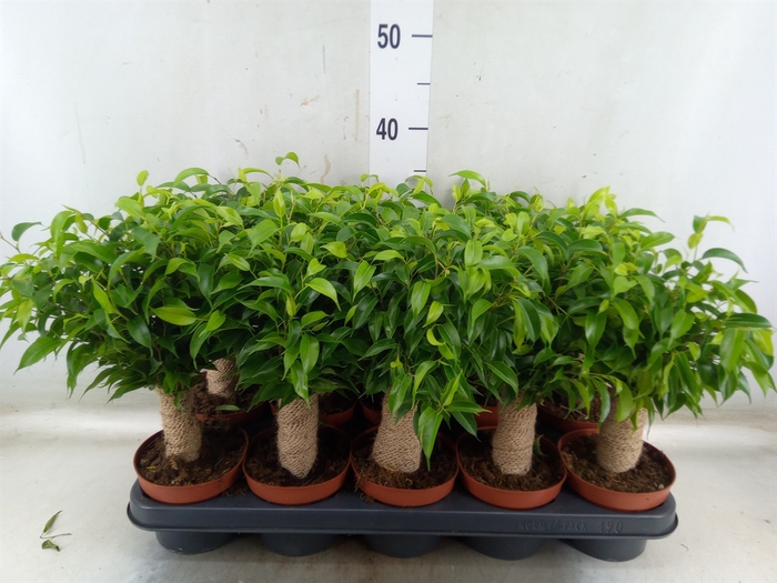 <h4>Ficus benja. 'Natasja'</h4>