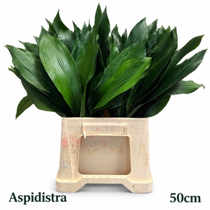 ASPID ELATIOR BS