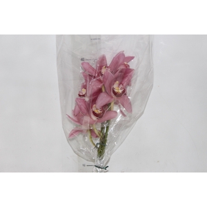 CYMBIDIUM ROSA