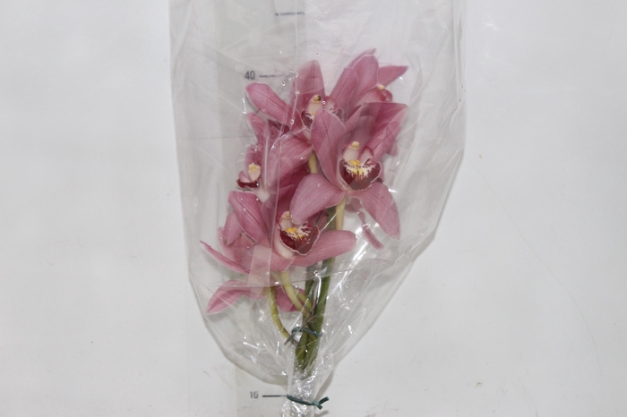 <h4>CYMBIDIUM ROSA</h4>