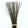 Salix Ca Snow Flake