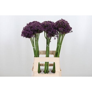 ALLIUM MIAMI ALLIUM MIAMI