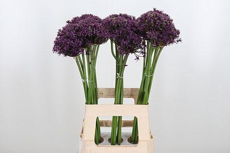 <h4>ALLIUM MIAMI ALLIUM MIAMI</h4>