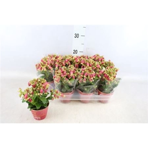 KALANCHOE HG  DREAM BELLS  + POTCOV
