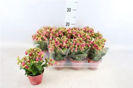 KALANCHOE HG  DREAM BELLS  + POTCOV