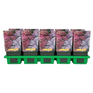Achillea