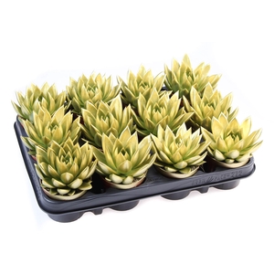 Echeveria  'Miranda'