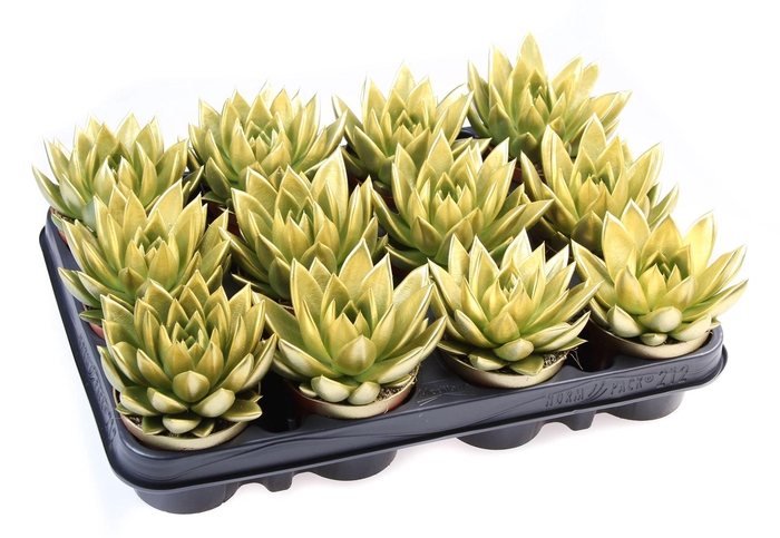 <h4>Echeveria  'Miranda'</h4>